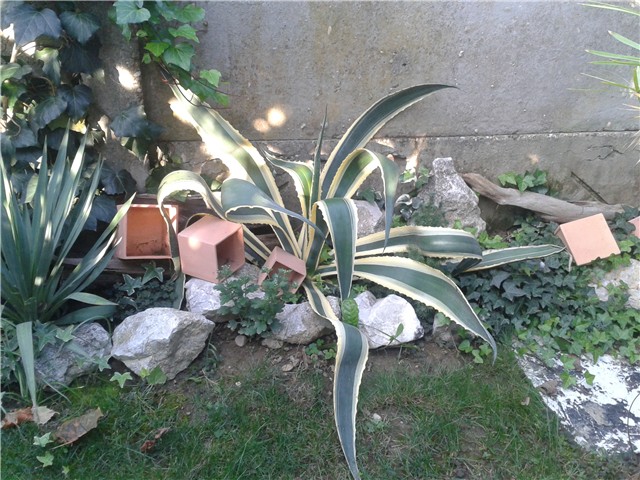 Agave